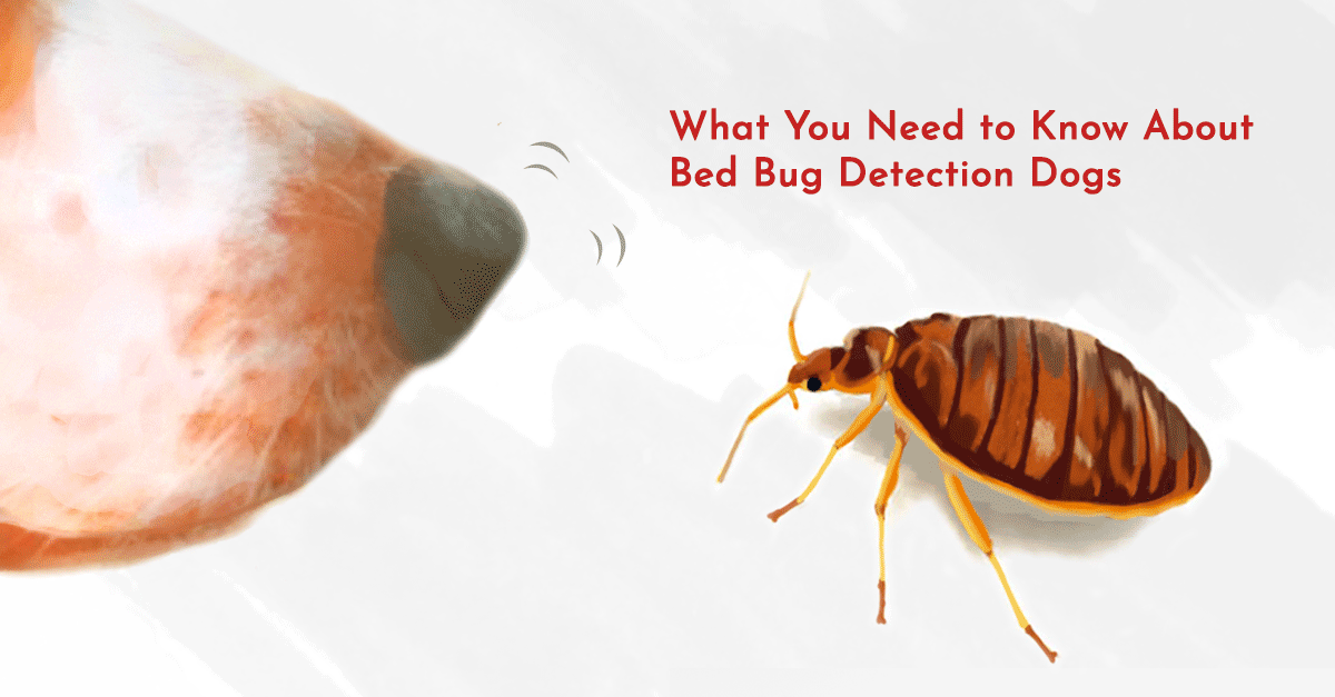 Found nits but no live bugs